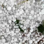 farmer crop destroyed due to rain