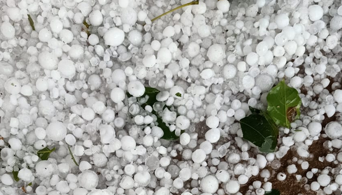 farmer crop destroyed due to rain