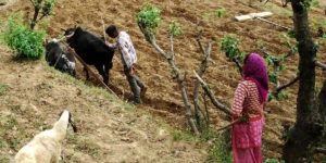 पहाड़ में खेती की तस्वीर बदलने को त्रिवेंद्र सरकार का बड़ा फैसला, ग्राम पंचायतों को भी मिलेगा ज्यादा पैसा