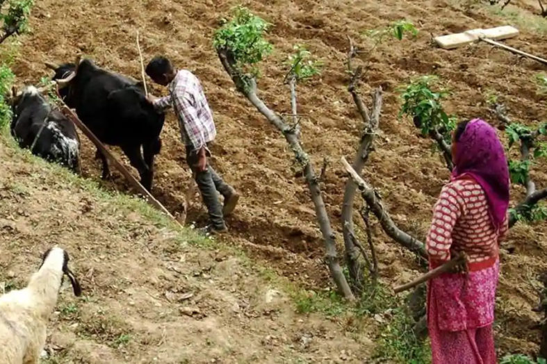 पहाड़ में खेती की तस्वीर बदलने को त्रिवेंद्र सरकार का बड़ा फैसला, ग्राम पंचायतों को भी मिलेगा ज्यादा पैसा