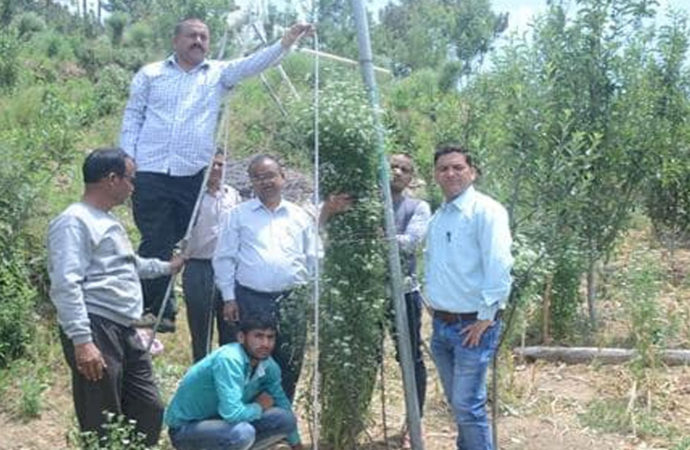 उत्तराखंड का विश्व रिकॉर्डधारी धनिया देखा क्या, रानीखेत में आर्गेनिक तरीके से उगाया गया