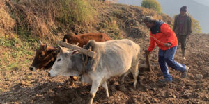 चमोली के सुदूर गांव में विलेज टूरिज्म की अनोखी पहल, शहरों से सुकून पाने आ रहे पर्यटक, देखें तस्वीरें