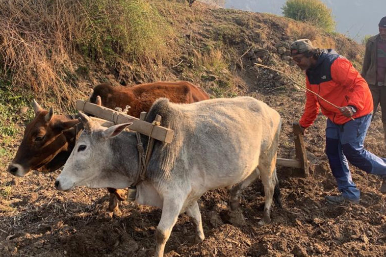 चमोली के सुदूर गांव में विलेज टूरिज्म की अनोखी पहल, शहरों से सुकून पाने आ रहे पर्यटक, देखें तस्वीरें