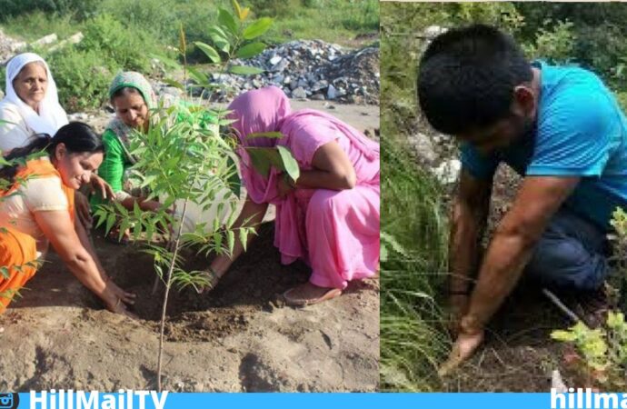 हरेला त्योहार मानव को प्रकृति के साथ सामंजस्य बैठाने की सीख देता है