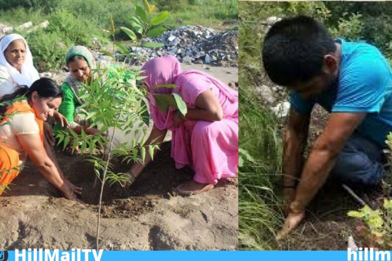 हरेला त्योहार मानव को प्रकृति के साथ सामंजस्य बैठाने की सीख देता है