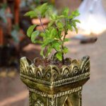 Tulsi Day today, know the worship method and importance
