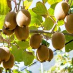 Kiwi can become a boon for hill farmers