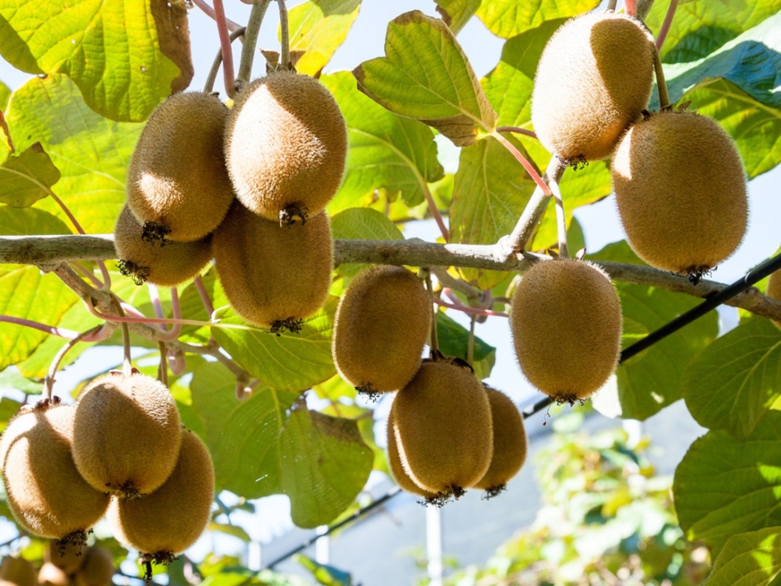 Kiwi can become a boon for hill farmers