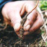 China is restless for this herb of Uttarakhand