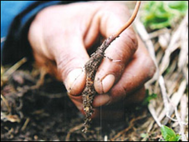 उत्तराखंड की इस जड़ी के लिए चीन बैचैन