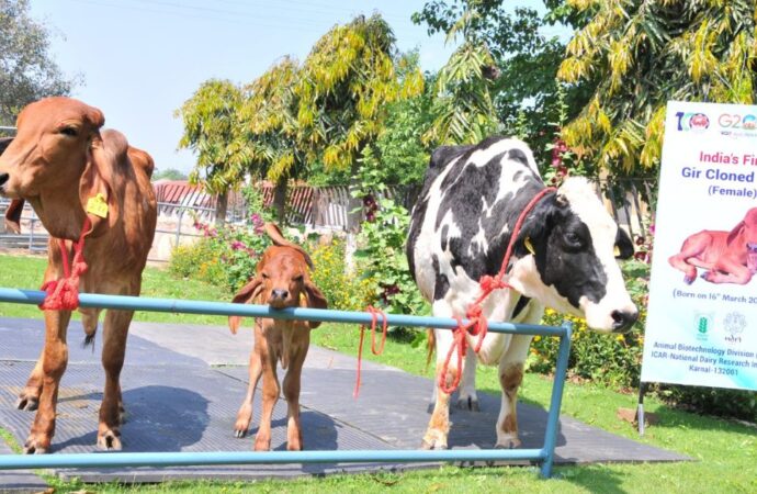 राष्ट्रीय डेयरी अनुसंधान संस्थान, करनाल में पैदा हुई भारत की प्रथम क्लोन गिर गाय की बछड़ी