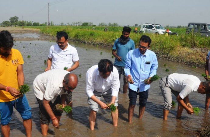 विश्वविद्यालय के कुलपति द्वारा धान की पौध रोपण की विधिवत शुरूआत