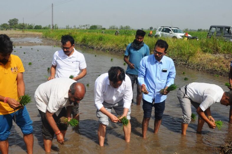 विश्वविद्यालय के कुलपति द्वारा धान की पौध रोपण की विधिवत शुरूआत