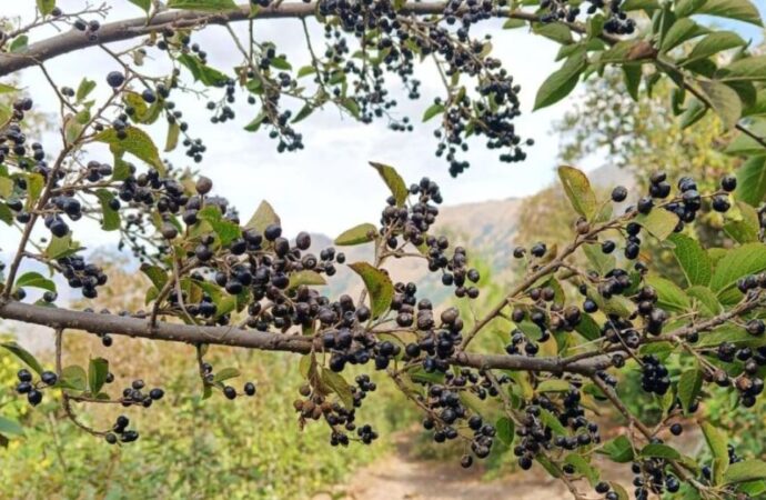 अनेक रोगों की रामबाण औषधि है लोध, कई दवाओं को बनाने में किया जाता है इसका इस्तेमाल