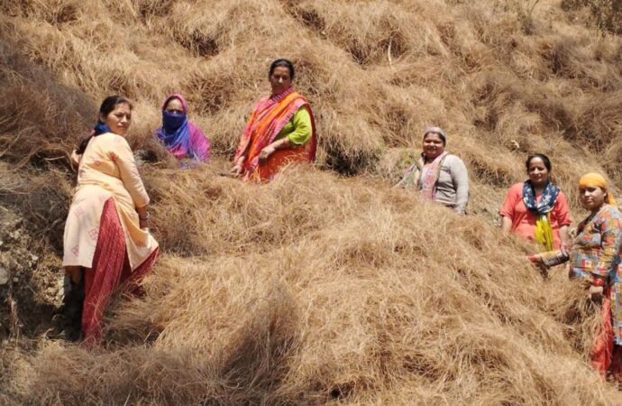 जीबी पंत विश्वविद्यालय के शोध से जगी उम्मीद, पिरूल की आग से जंगल भी बचेंगे और लोगों को रोजगार भी मिलेगा