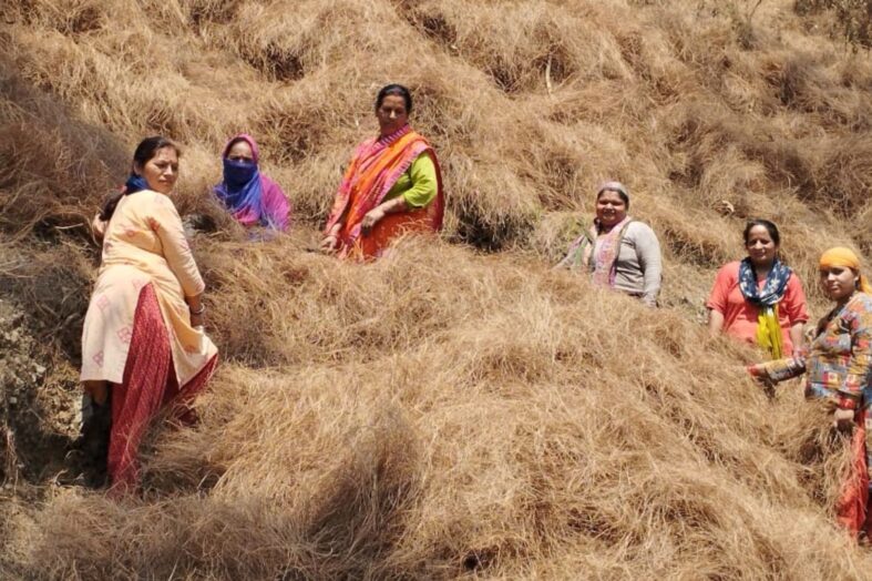 जीबी पंत विश्वविद्यालय के शोध से जगी उम्मीद, पिरूल की आग से जंगल भी बचेंगे और लोगों को रोजगार भी मिलेगा