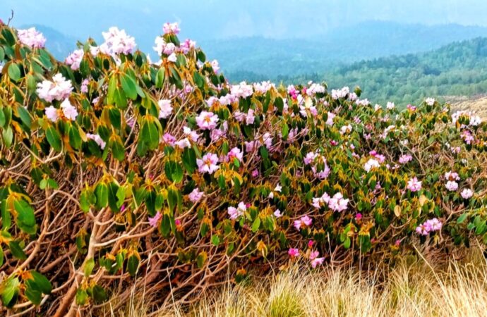 श्रद्धालुओं के साथ हिमालयी फूलों से गुलजार हुई रुद्रनाथ घाटी