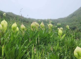 उत्तराखंड में एक ऐसा पुष्प जिसके दर्शन मात्र से मिल जाती है कष्टों से मुक्ति