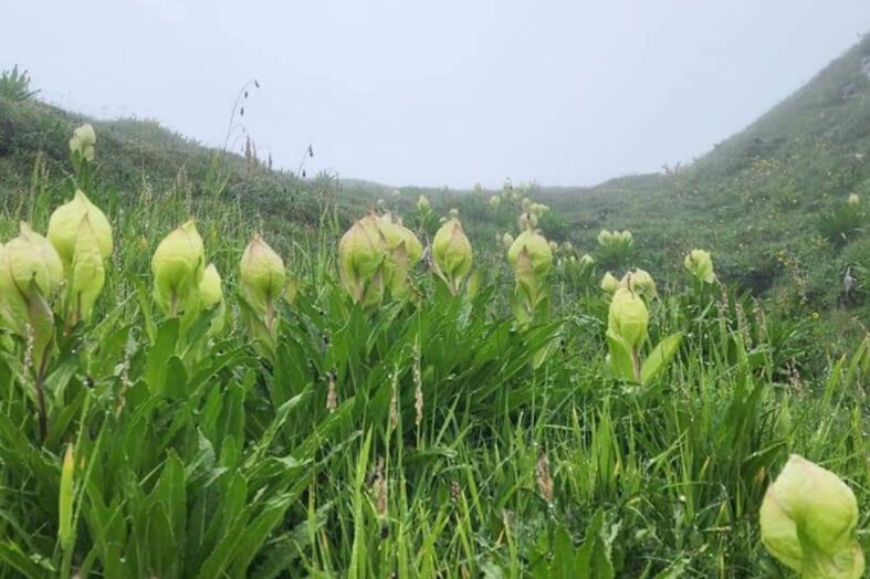 उत्तराखंड में एक ऐसा पुष्प जिसके दर्शन मात्र से मिल जाती है कष्टों से मुक्ति