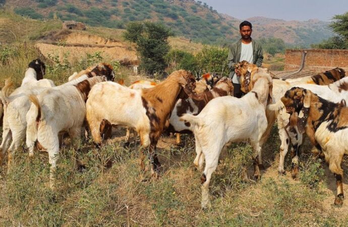 आईटीबीपी को भेड़, बकरी, कुक्कुट एवं मछली की आपूर्ति करेंगे प्रदेश के पशुपालक