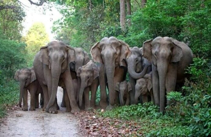 कोटद्वार-भाबर क्षेत्र में हाथी कर रहे हैं फसलों को नुकसान, धीरेंद्र प्रताप ने जताई गहरी चिंता