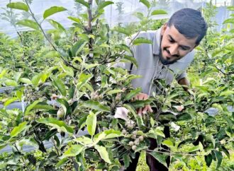 एप्पल मिशन में लगकर जगा रहे हैं स्वरोजगार की अलख