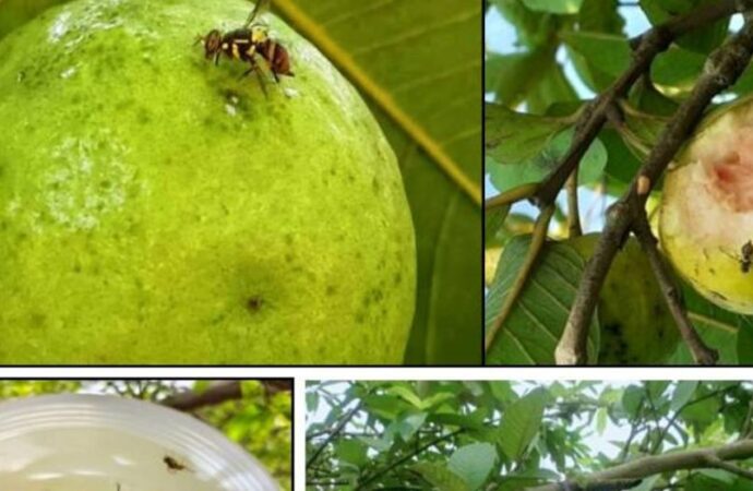 इको-ट्रैप्स से मिलेगा फल मक्खियों से छुटकारा: किसानों के लिए सस्ता और हरित समाधान