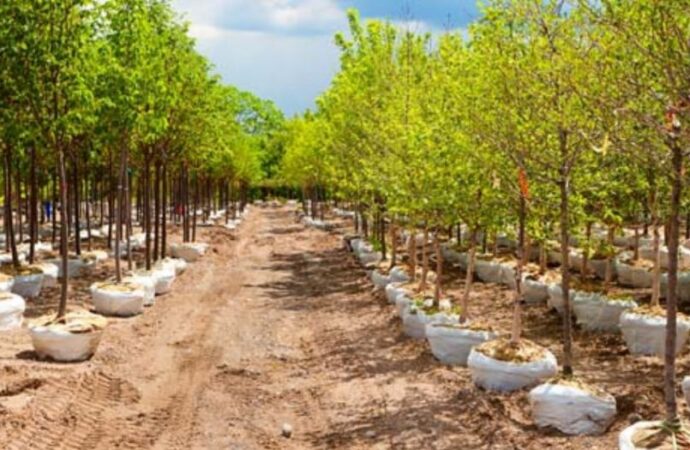 यूपी में 35 करोड़ पौधे लगाने के लिए वन विभाग ने शुरू की तैयारी