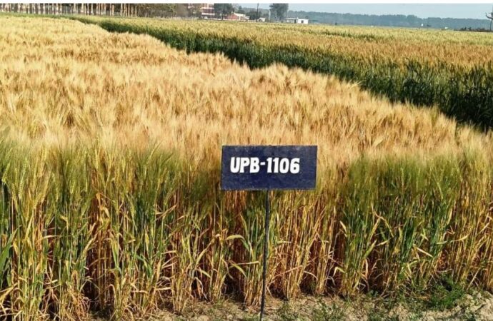 विश्वविद्यालय ने देश के उत्तर पूर्वी राज्यों हेतु जौ की विकसित की नई प्रजाति