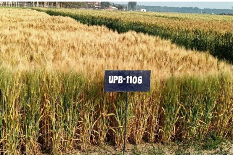 विश्वविद्यालय ने देश के उत्तर पूर्वी राज्यों हेतु जौ की विकसित की नई प्रजाति