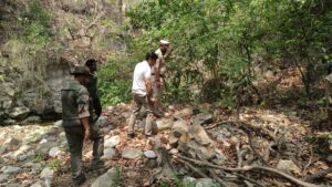 बाघ ने बाघिन के दो शावकों को उतारा मौके घाट, शव बरामद