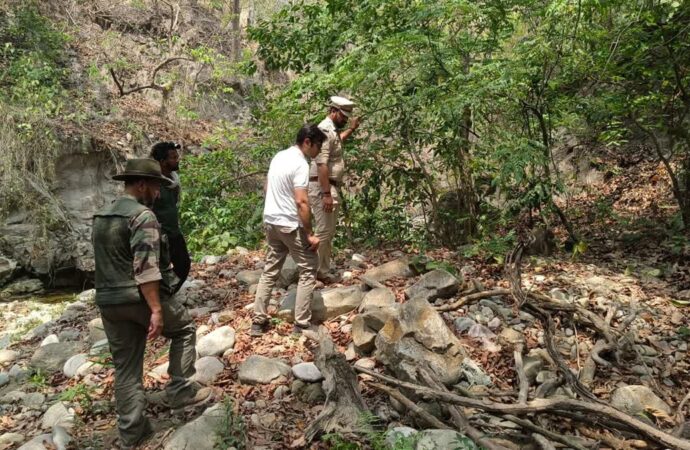 बाघ ने बाघिन के दो शावकों को उतारा मौके घाट, शव बरामद