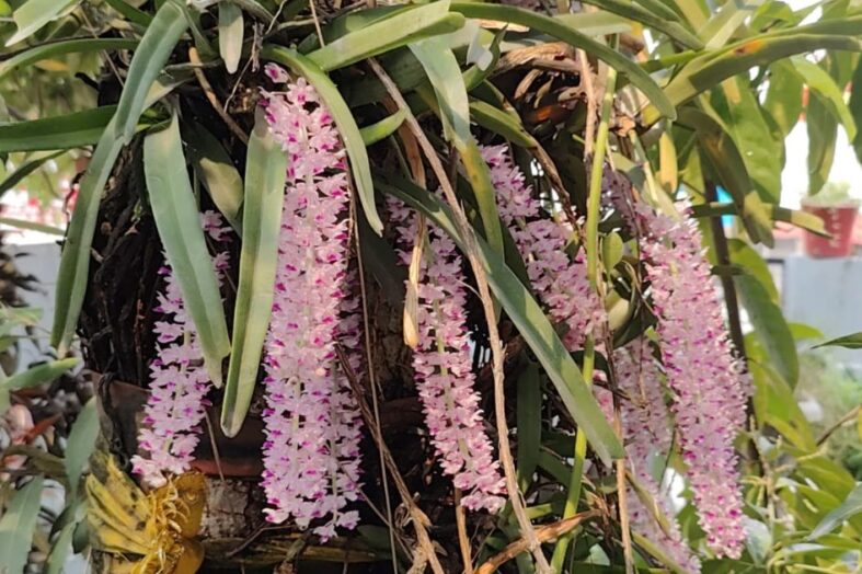 फूलों की दुनिया में अपनी खूबसूरती, अनूठेपन और खुशबू की वजह से ऑर्किड की अलग ही पहचान