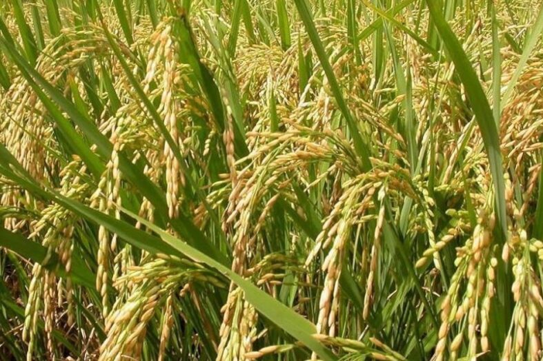 देहरादूनी बासमती: एक सुगंधित विरासत का उदय और अवसान