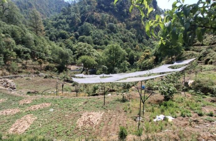 रिवर्स पलायन और कीवी बागवानी ने बदल डाली रवि केमवाल की जिंदगी