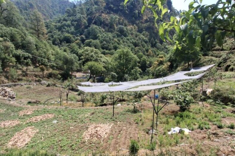 रिवर्स पलायन और कीवी बागवानी ने बदल डाली रवि केमवाल की जिंदगी