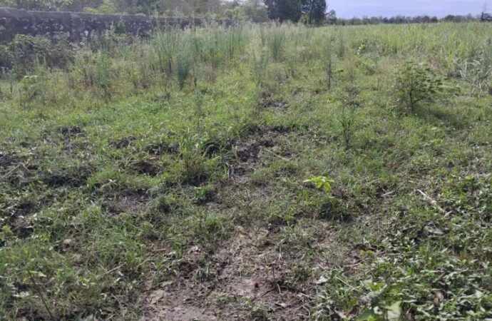 जंगली हाथियों ने बरबाद कर दी किसानों की फसल