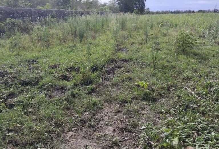 जंगली हाथियों ने बरबाद कर दी किसानों की फसल