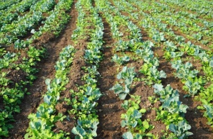 जैविक एवं प्राकृतिक खेती में अंतर