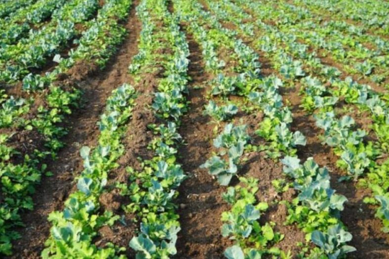 जैविक एवं प्राकृतिक खेती में अंतर