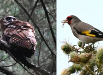 पौड़ी में दिखे दुर्लभ पक्षी ‘ब्राउन वुड आउल’ और ‘ग्रे क्राउन्‍ड गोल्‍डफिन्‍च’
