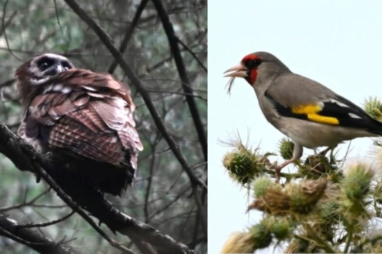 पौड़ी में दिखे दुर्लभ पक्षी ‘ब्राउन वुड आउल’ और ‘ग्रे क्राउन्‍ड गोल्‍डफिन्‍च’