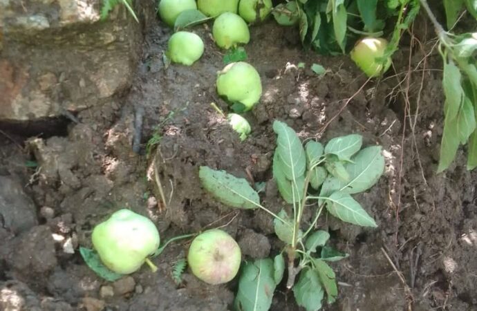 उत्तरकाशी में लगातार हो रही भारी बारिश ने बर्बाद की सेब की फसल