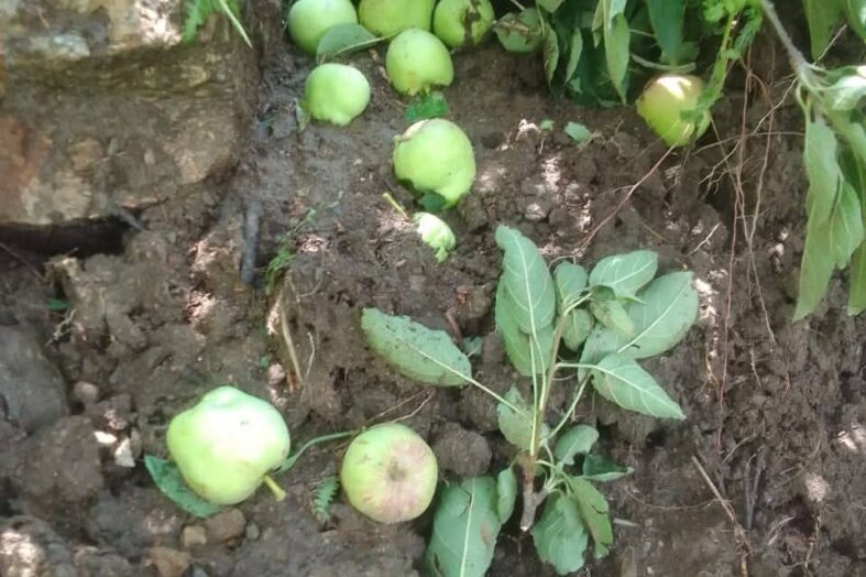 उत्तरकाशी में लगातार हो रही भारी बारिश ने बर्बाद की सेब की फसल