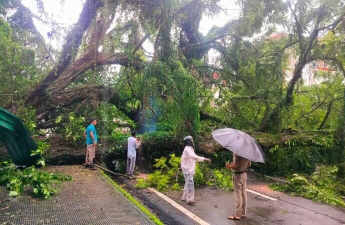 अनारवाला क्षेत्र में भारी बारिश से पेड़ गिरा, सड़क मार्ग हुआ अवरुद्ध