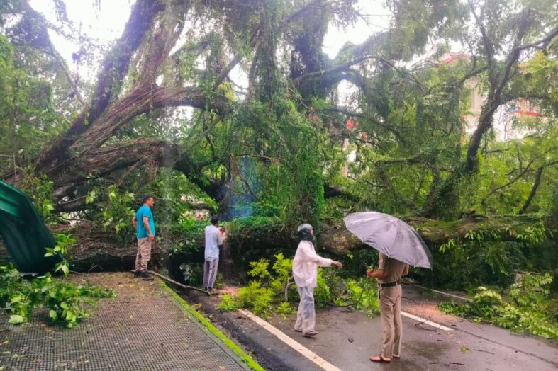 अनारवाला क्षेत्र में भारी बारिश से पेड़ गिरा, सड़क मार्ग हुआ अवरुद्ध