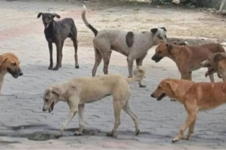 आवारा कुत्तों की समस्या : सर्वोच्च न्यायालय के समक्ष एक मुद्दा