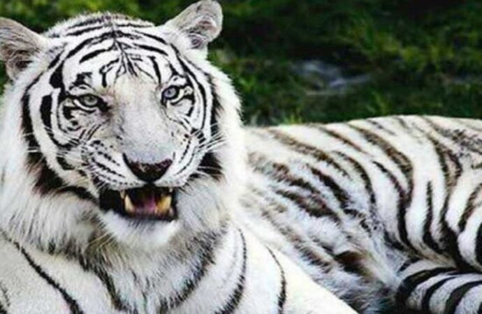 पंतनगर विश्वविद्यालय करेगा सफेद बाघ की क्लोनिंग में रूस की मदद