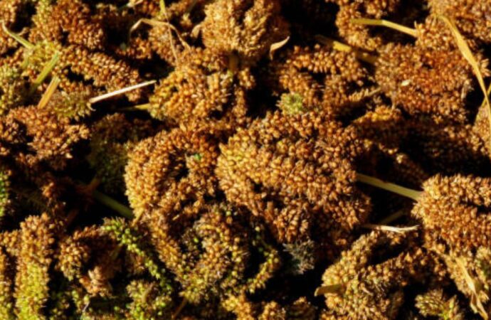 उत्तराखंड में 48.86 रुपये प्रति किलो की दर से किसानों से मंडुवा खरीद रही हैं सहकारी समितियां