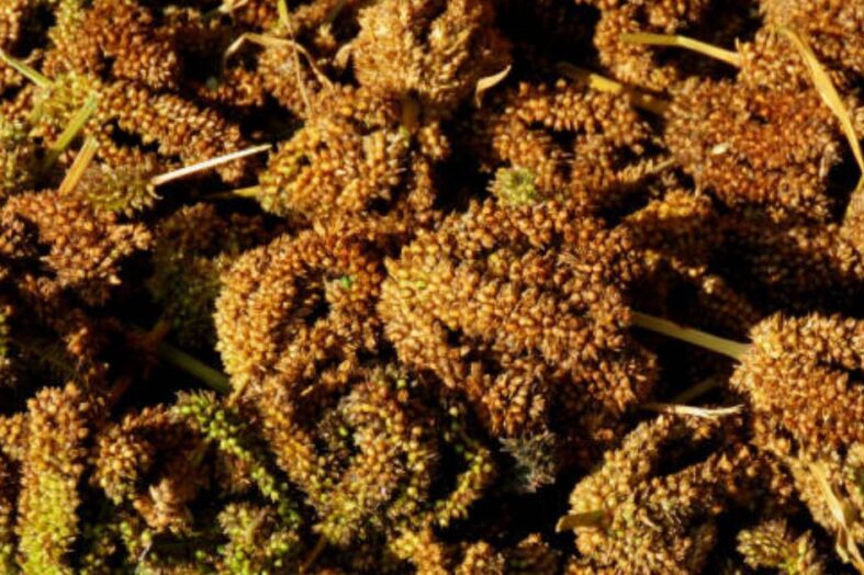 उत्तराखंड में 48.86 रुपये प्रति किलो की दर से किसानों से मंडुवा खरीद रही हैं सहकारी समितियां